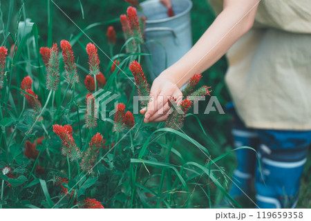 ストロベリーキャンドルのお花摘み ストロベリーキャンドルのお花摘み 119659358