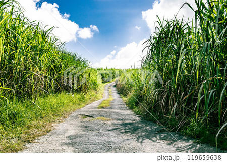 さとうきび畑へと続く道 119659638