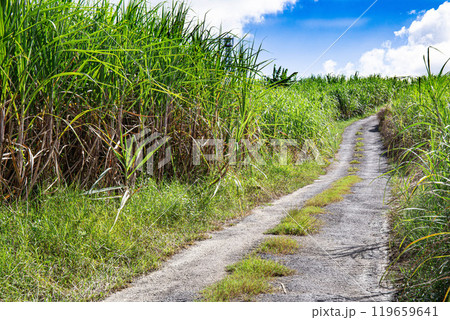 さとうきび畑へと続く道 119659641