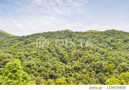 Hills with forest cover Hills with forest cover 119659808