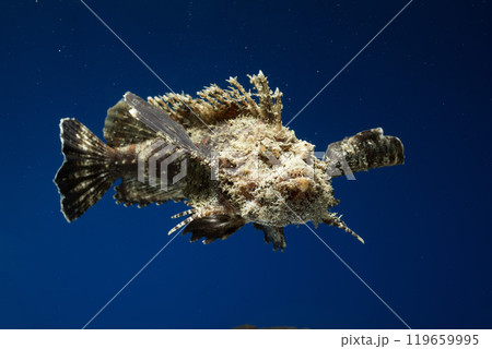 オニオコゼ オコゼ 魚 海水魚 毒魚 虎魚 鬼虎魚 遊離軟条 泳ぐオコゼ オニオコゼ オコゼ 魚 海水魚 毒魚 虎魚 鬼虎魚 遊離軟条 泳ぐオコゼ 119659995