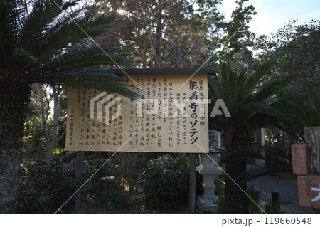 能満寺のソ能満寺のソテツテツ 119660548