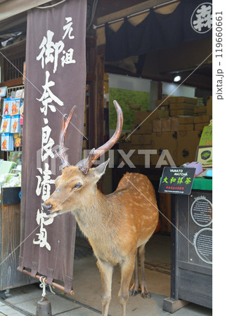 世界遺産・奈良公園 世界遺産・奈良公園 119660661