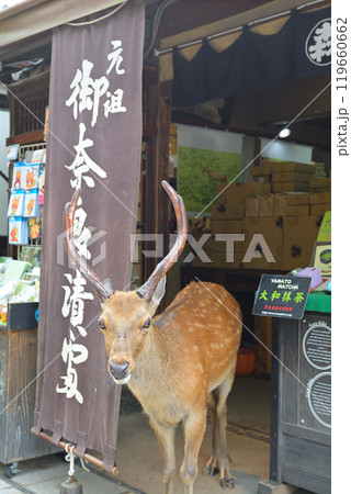 世界遺産・奈良公園 世界遺産・奈良公園 119660662
