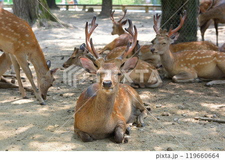 世界遺産・奈良公園 世界遺産・奈良公園 119660664