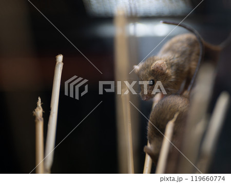日本の草原に暮らす小さくて可愛いカヤネズミ 119660774