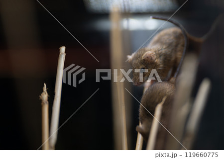 日本の草原に暮らす小さくて可愛いカヤネズミ 日本の草原に暮らす小さくて可愛いカヤネズミ 119660775