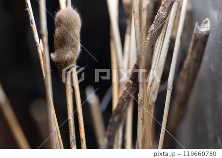 日本の草原に暮らす小さくて可愛いカヤネズミ 119660780