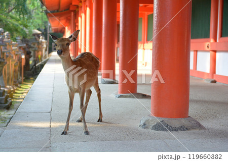 奈良・春日大社 119660882