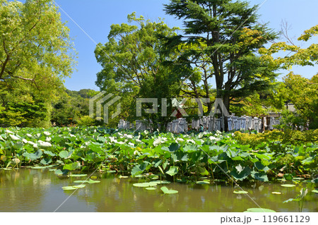 鎌倉・鶴岡八幡宮 119661129