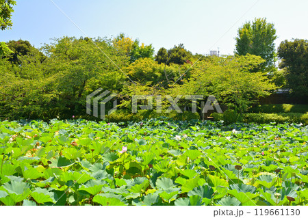 鎌倉・鶴岡八幡宮 鎌倉・鶴岡八幡宮 119661130
