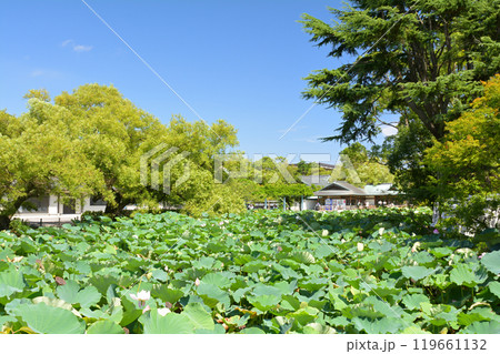 鎌倉・鶴岡八幡宮 119661132