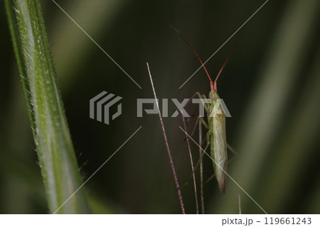 生き物　昆虫　イネホソミドリカスミカメ、緑色の細い体。赤い触角第一節にさらに赤いストライプが三本 119661243