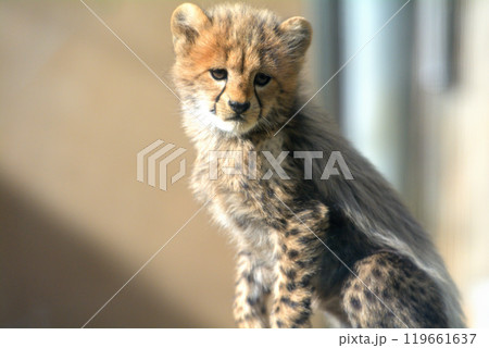 多摩動物公園・チーターの赤ちゃん 119661637