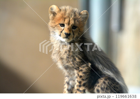 多摩動物公園・チーターの赤ちゃん 多摩動物公園・チーターの赤ちゃん 119661638