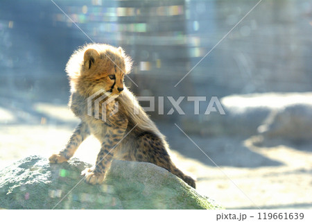 多摩動物公園・チーターの赤ちゃん 119661639
