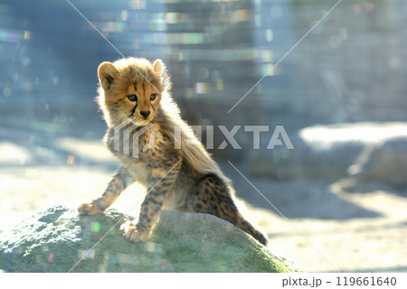 多摩動物公園・チーターの赤ちゃん 多摩動物公園・チーターの赤ちゃん 119661640