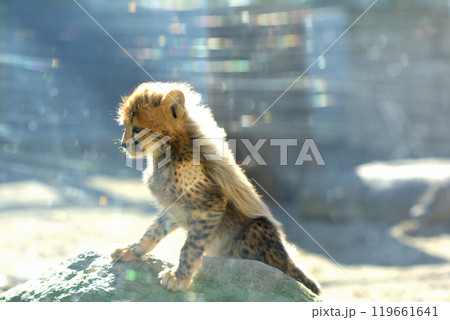 多摩動物公園・チーターの赤ちゃん 多摩動物公園・チーターの赤ちゃん 119661641