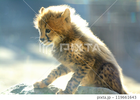 多摩動物公園・チーターの赤ちゃん 119661643