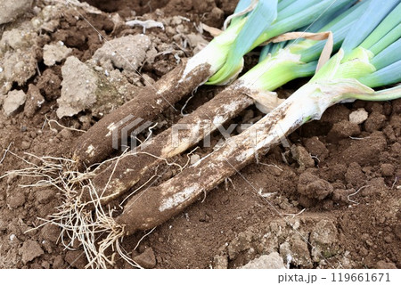 ネギの収穫 119661671