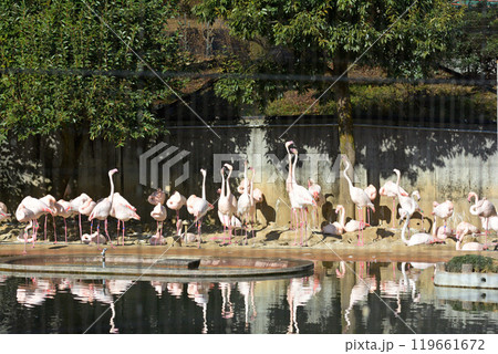 多摩動物公園のフラミンゴ 119661672