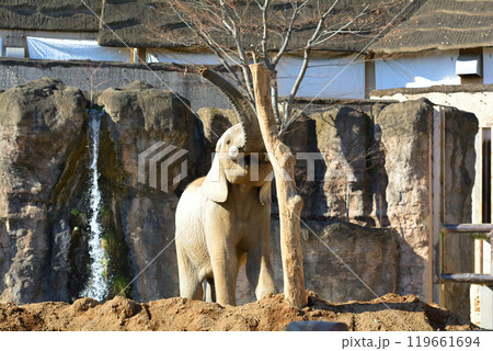 多摩動物公園のアフリカゾウ 119661694