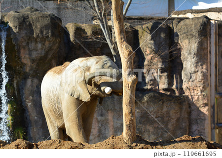 多摩動物公園のアフリカゾウ 119661695