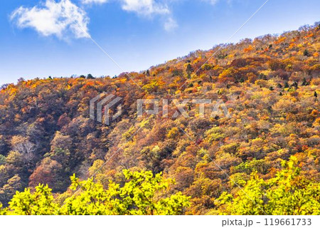 宮城蔵王の紅葉　えぼしスキー場から見た後烏帽子岳方面の紅葉　宮城県蔵王町 119661733