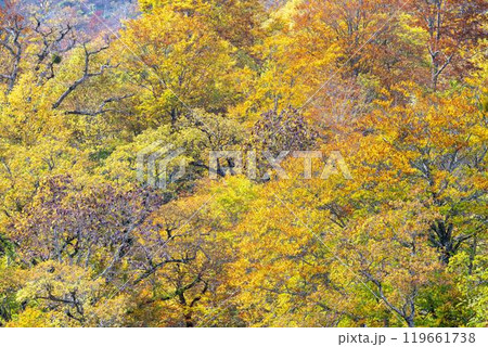 宮城蔵王の紅葉 えぼしスキー場から見た後烏帽子岳方面の紅葉 宮城県蔵王町 宮城蔵王の紅葉 えぼしスキー場から見た後烏帽子岳方面の紅葉 宮城県蔵王町 119661738