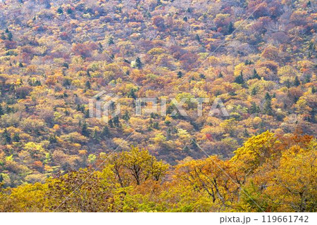 宮城蔵王の紅葉　えぼしスキー場から見た後烏帽子岳方面の紅葉　宮城県蔵王町 119661742