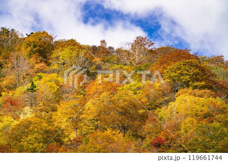 宮城蔵王の紅葉　えぼしスキー場から見た後烏帽子岳方面の紅葉　宮城県蔵王町 119661744