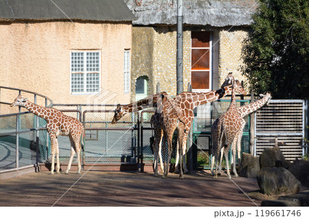 多摩動物公園のキリン 119661746