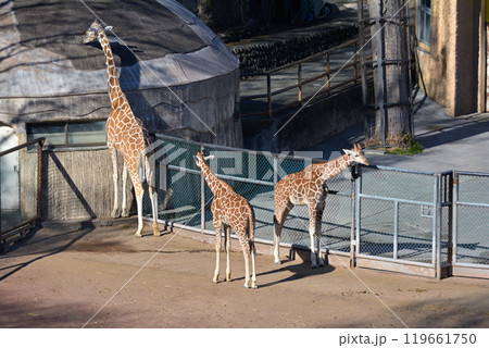 多摩動物公園のキリン 119661750