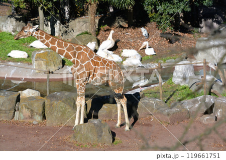 多摩動物公園のキリン 多摩動物公園のキリン 119661751