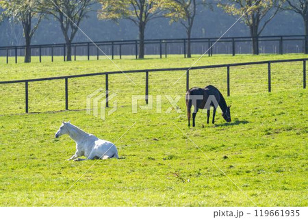 早朝のサラブレッド生産牧場　競走馬　北海道 119661935