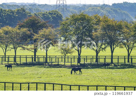 早朝のサラブレッド生産牧場 競走馬 北海道 早朝のサラブレッド生産牧場 競走馬 北海道 119661937