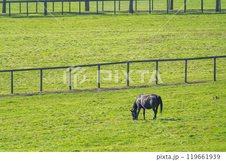 早朝のサラブレッド生産牧場 競走馬 北海道 早朝のサラブレッド生産牧場 競走馬 北海道 119661939