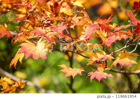 秋の宮城蔵王の紅葉　えぼしスキー場からの眺め　宮城県蔵王町 119661954