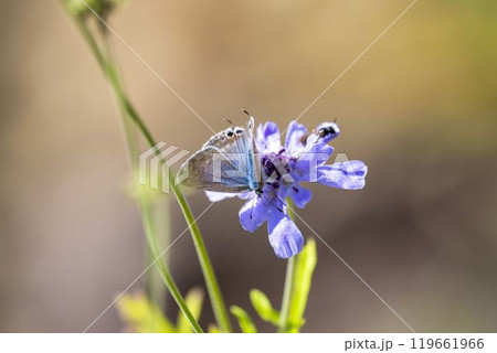 花に止まるウラナミシジミ　宮城県蔵王町 119661966