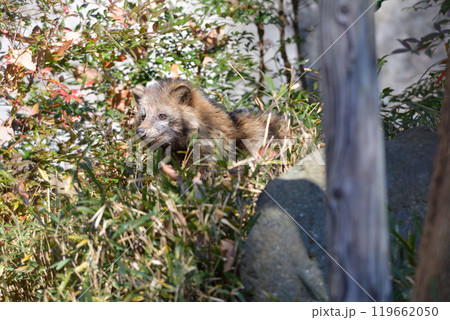 多摩動物公園のタヌキ 119662050