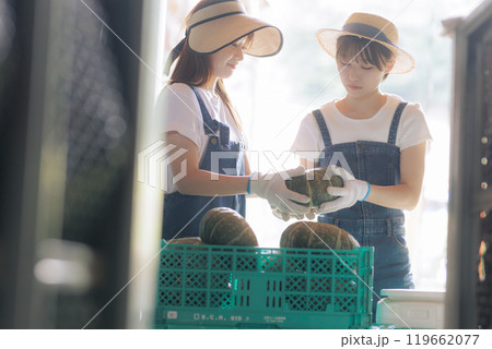 収穫した野菜の出荷準備をしている若い女性達 119662077