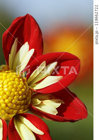 日本のダリア 日本のダリア 119662722