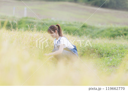 稲刈りをする若い女性 119662770