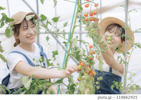 野菜を収穫している若い女性達 119662935
