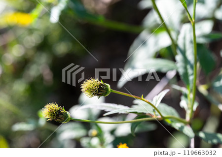 センダングサ（ひっつきむし） 119663032