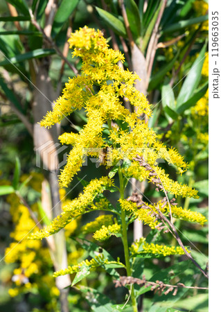 セイタカアワダチ草の蜜を吸うミツバチ 119663035