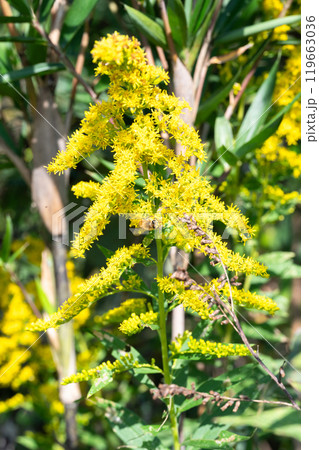 セイタカアワダチ草の蜜を吸うミツバチ 119663036