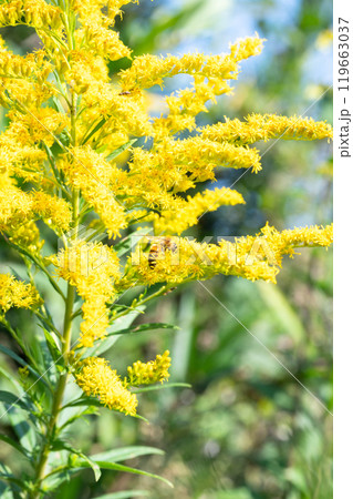 セイタカアワダチ草の蜜を吸うミツバチ セイタカアワダチ草の蜜を吸うミツバチ 119663037