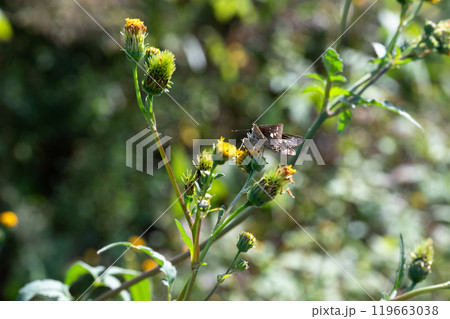 センダングサの蜜を吸うオオチャバネセセリ 119663038