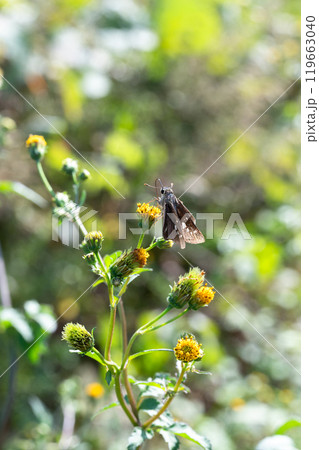 センダングサの蜜を吸うオオチャバネセセリ センダングサの蜜を吸うオオチャバネセセリ 119663040